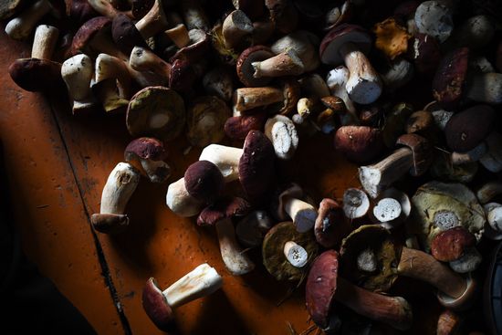 Russia Mushrooms