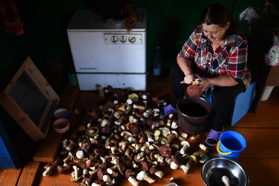 Russia Mushrooms