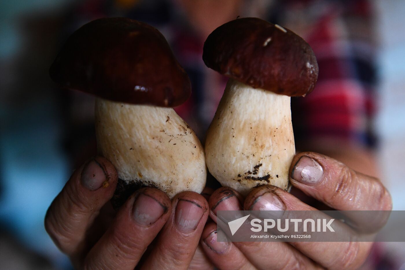 Russia Mushrooms