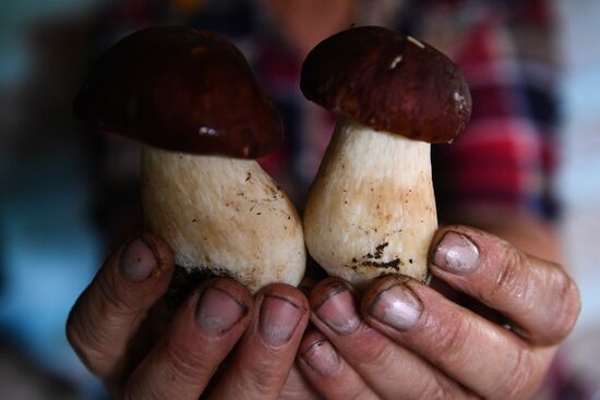 Russia Mushrooms