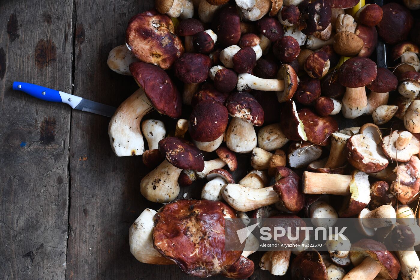 Russia Mushrooms