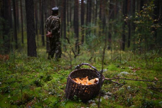 Russia Mushrooms