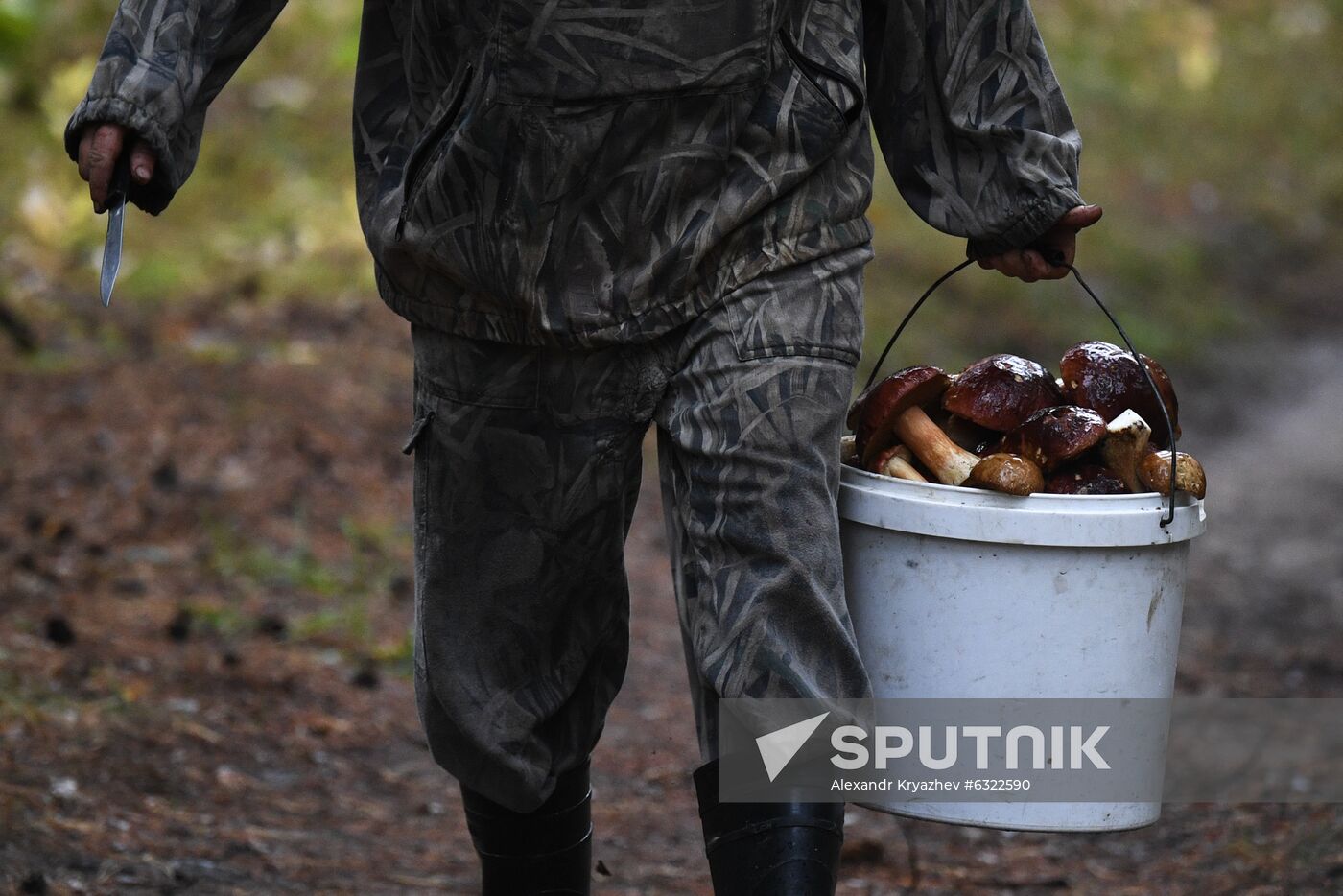 Russia Mushrooms