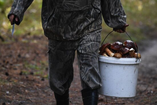 Russia Mushrooms