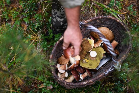 Russia Mushrooms