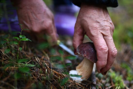 Russia Mushrooms