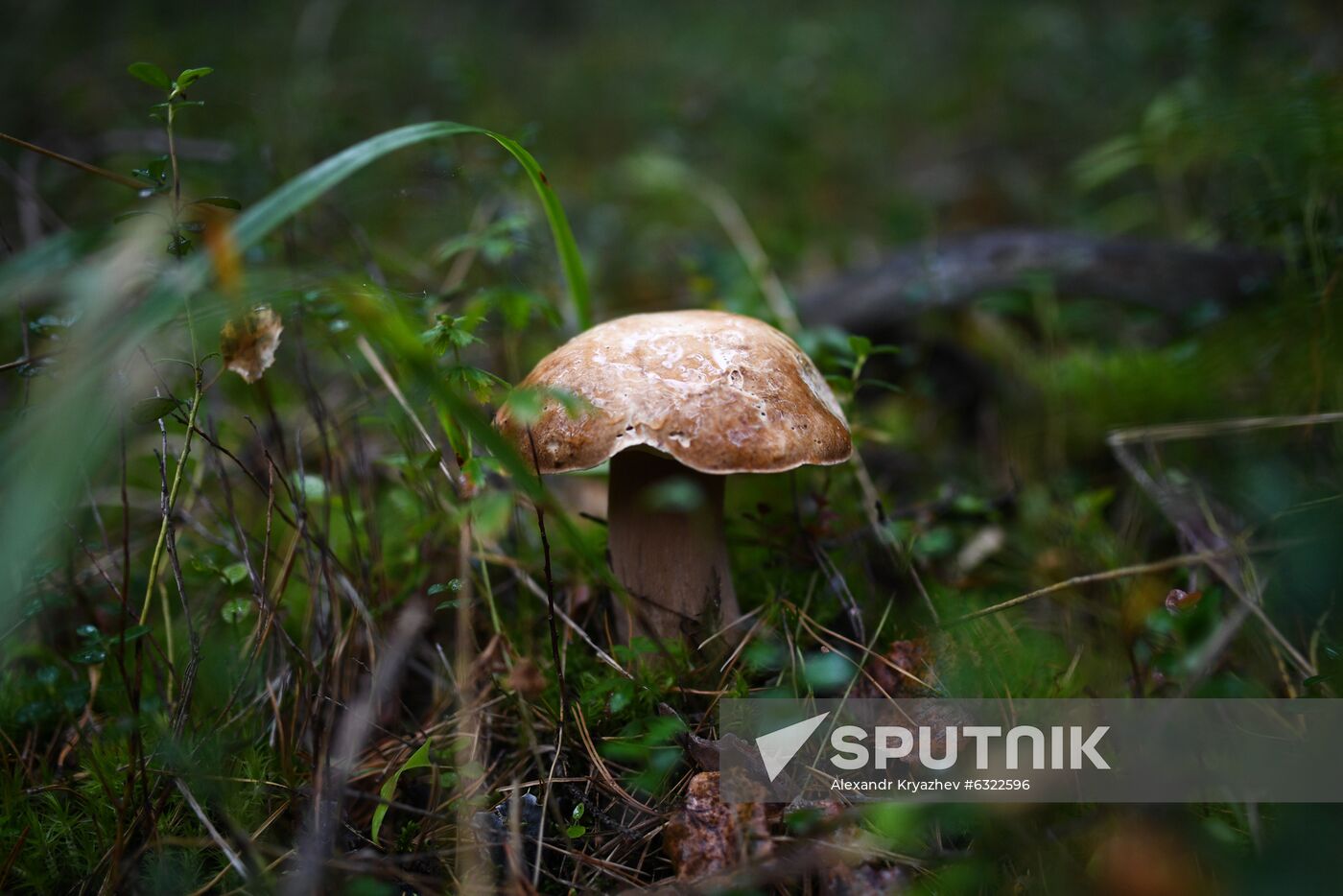 Russia Mushrooms