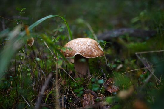 Russia Mushrooms