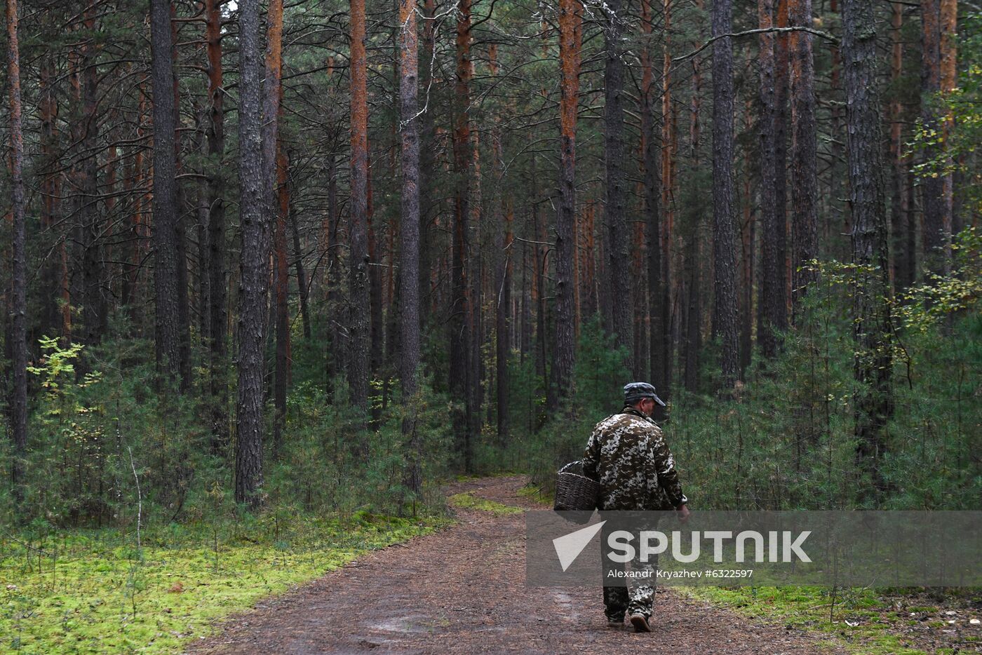 Russia Mushrooms