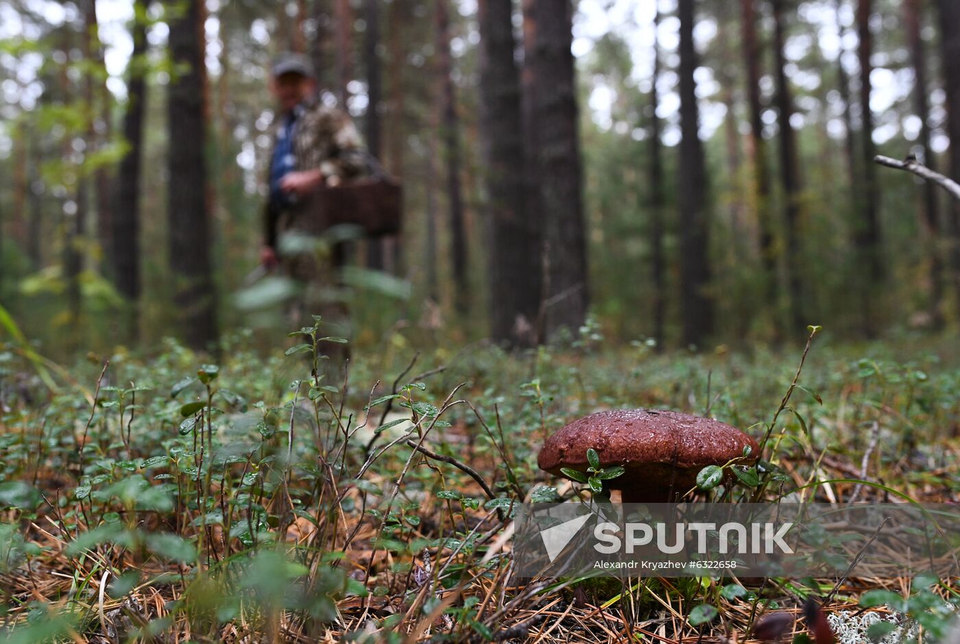 Russia Mushrooms
