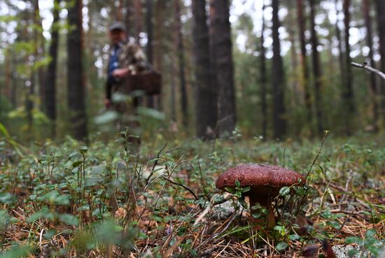 Russia Mushrooms
