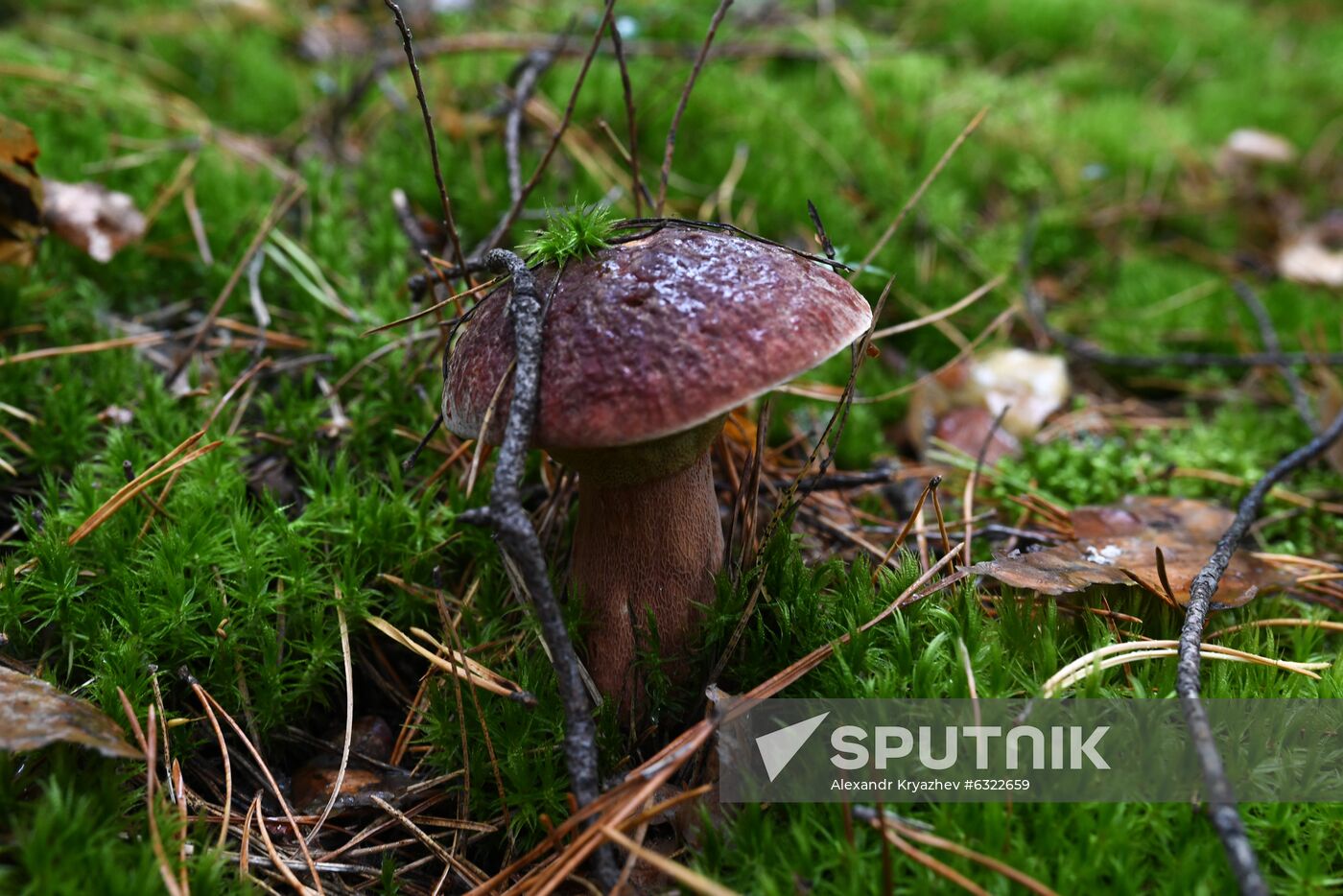 Russia Mushrooms