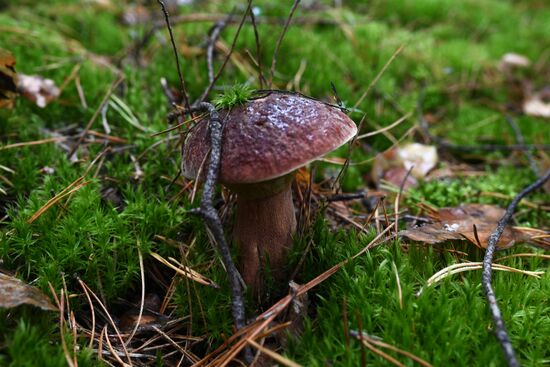 Russia Mushrooms