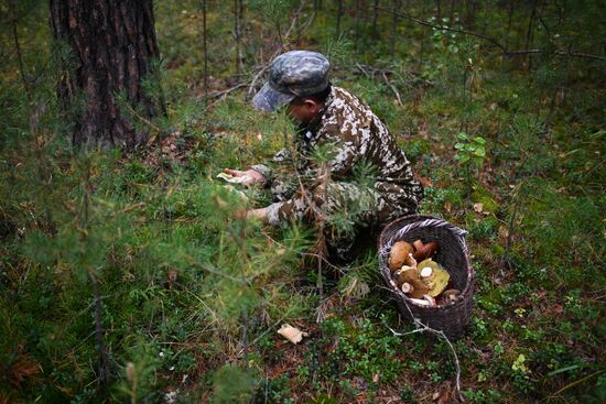 Russia Mushrooms