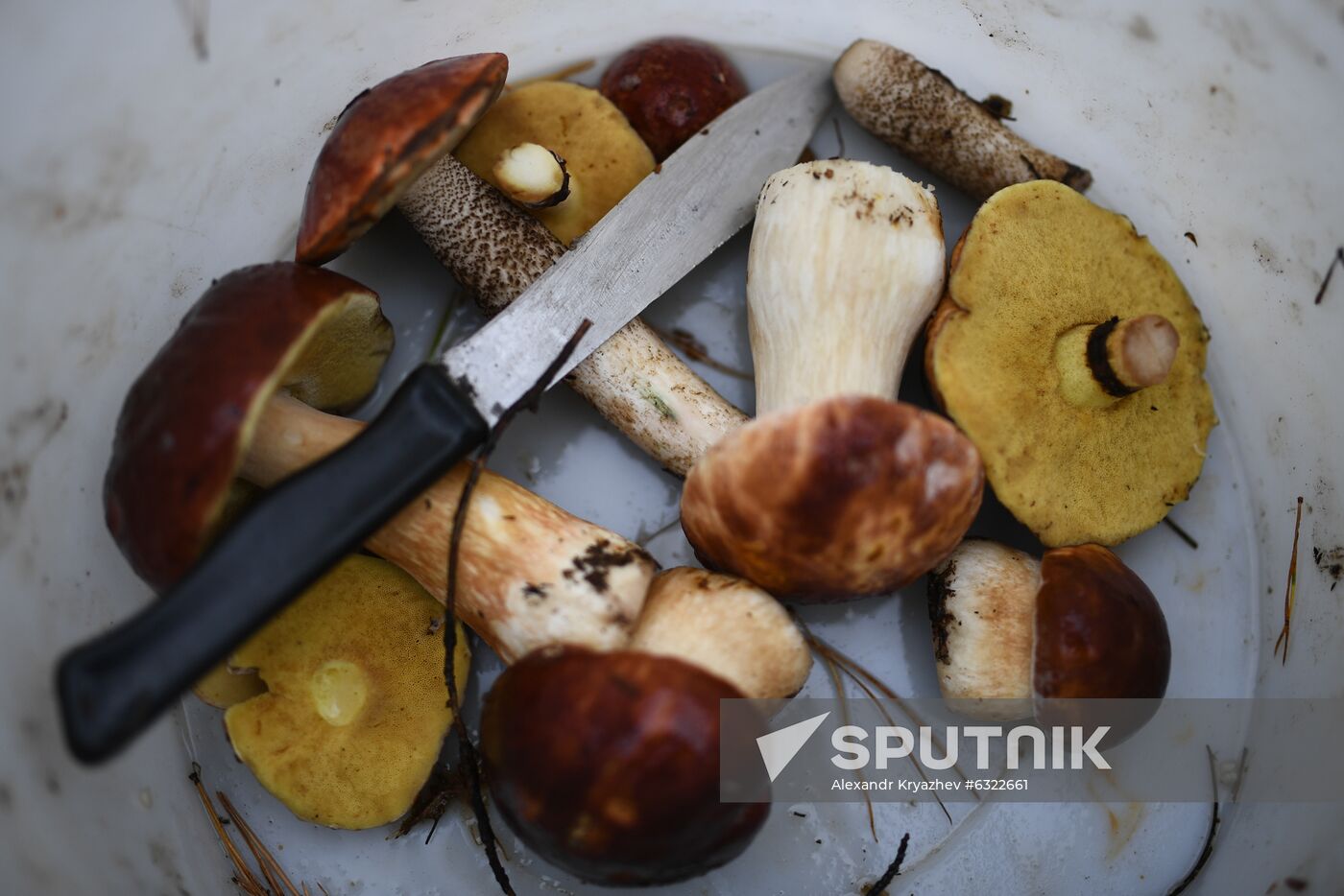 Russia Mushrooms