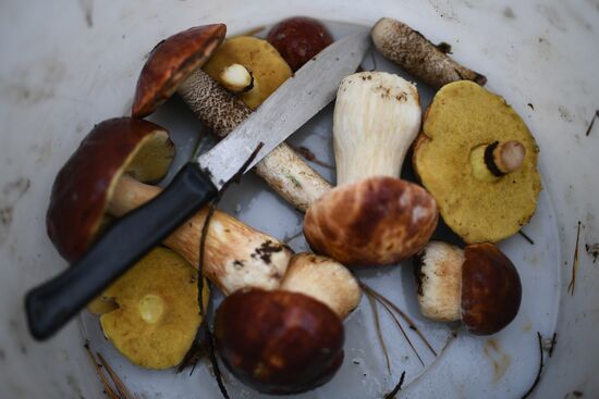 Russia Mushrooms