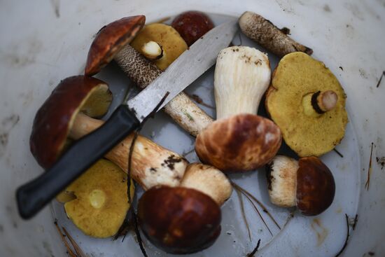 Russia Mushrooms