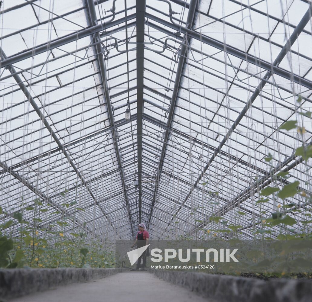 Greenhouses of Ginkunai State Farm