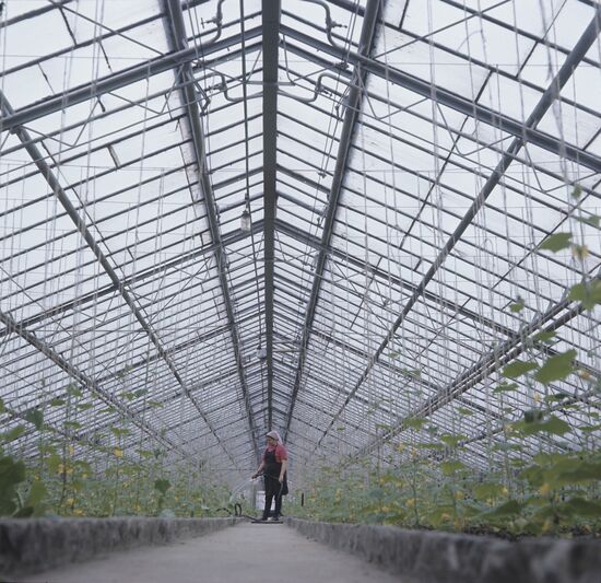 Greenhouses of Ginkunai State Farm