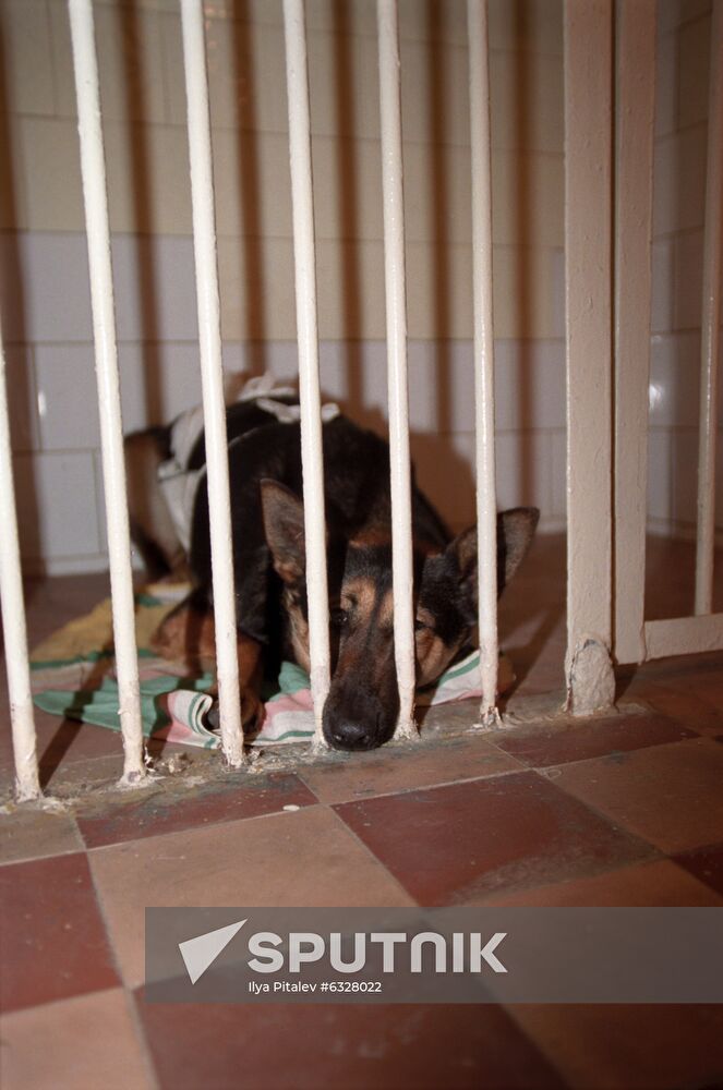 Animal Rescue Fund clinic