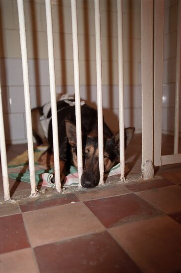 Animal Rescue Fund clinic