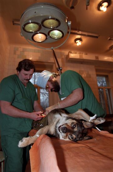 Animal Rescue Fund clinic