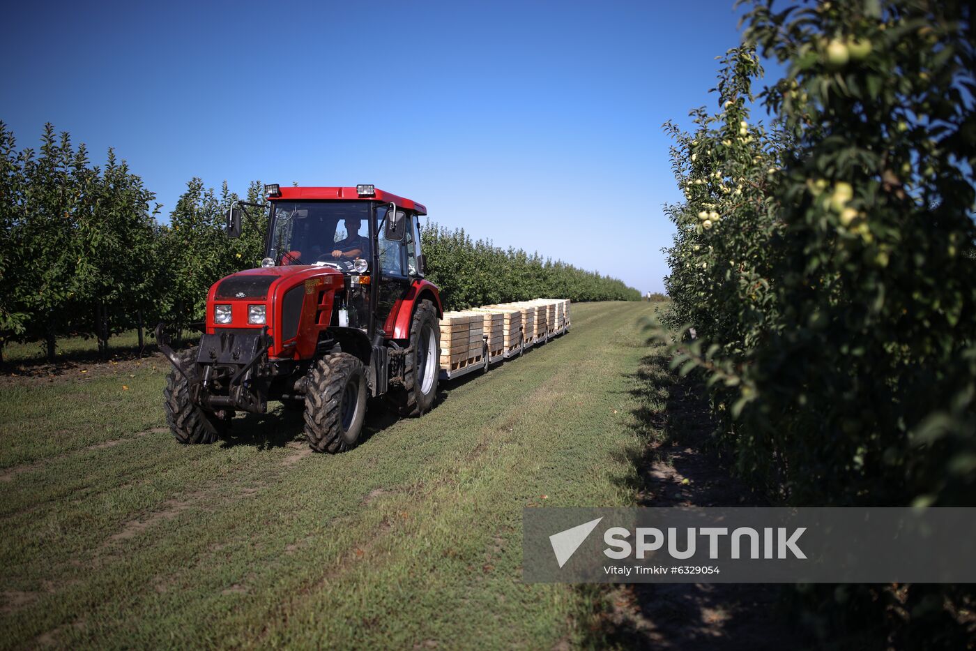 Russia Apple Harvesting