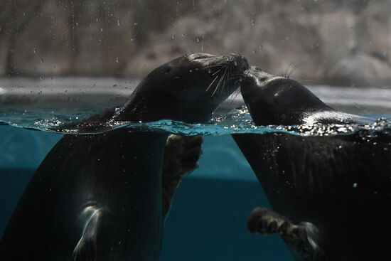 Russia Baikal Seals