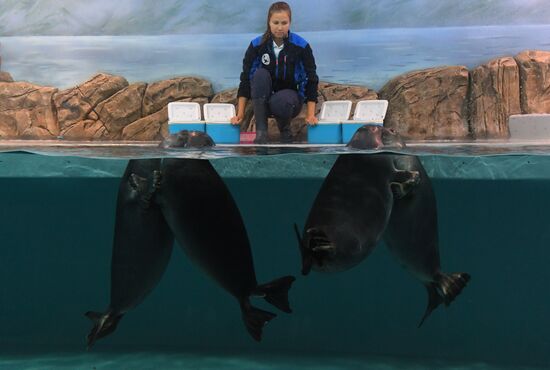 Russia Baikal Seals