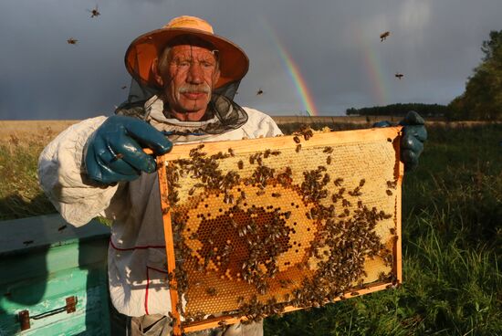 Russia Apiary