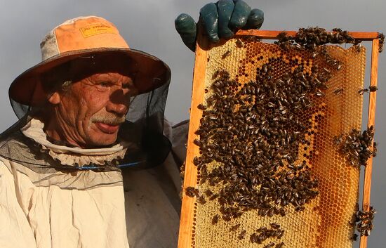 Russia Apiary