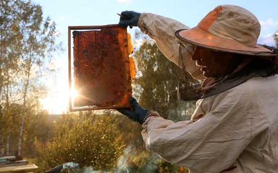 Russia Apiary