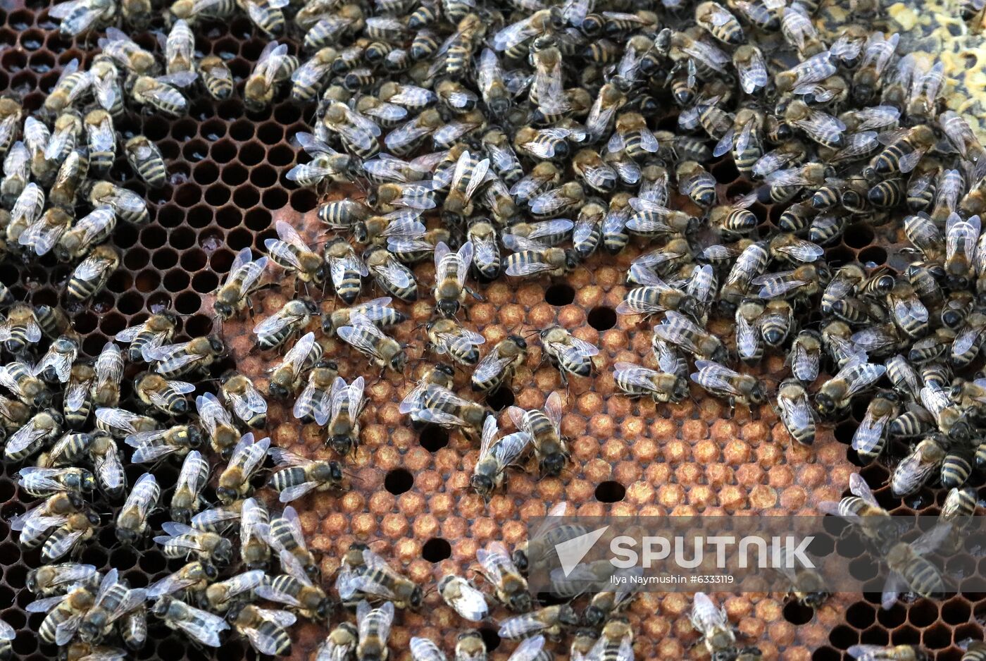 Russia Apiary