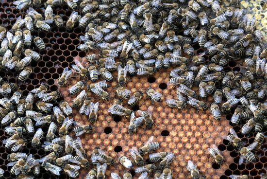 Russia Apiary