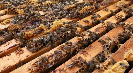 Russia Apiary