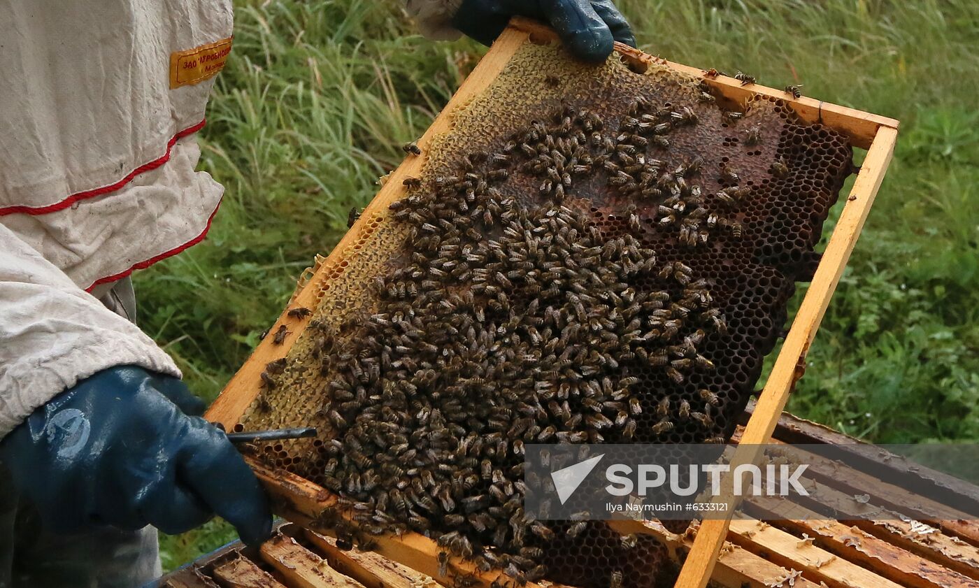 Russia Apiary