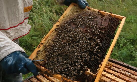Russia Apiary