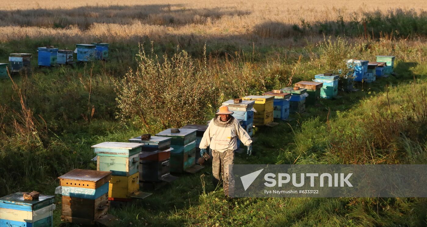 Russia Apiary