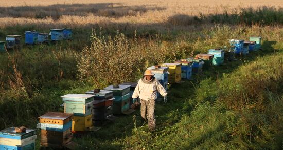 Russia Apiary