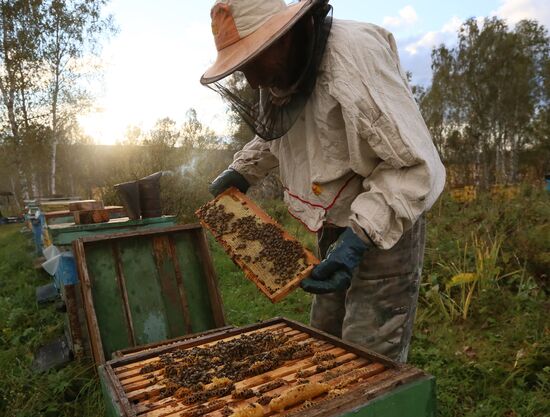 Russia Apiary