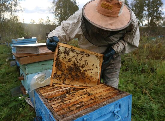 Russia Apiary