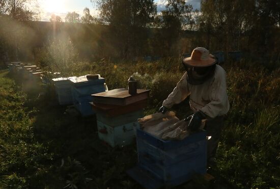 Russia Apiary