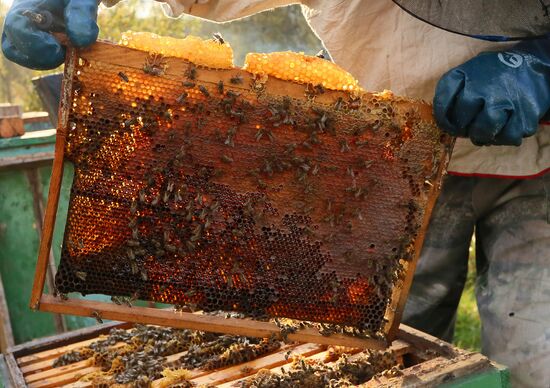 Russia Apiary