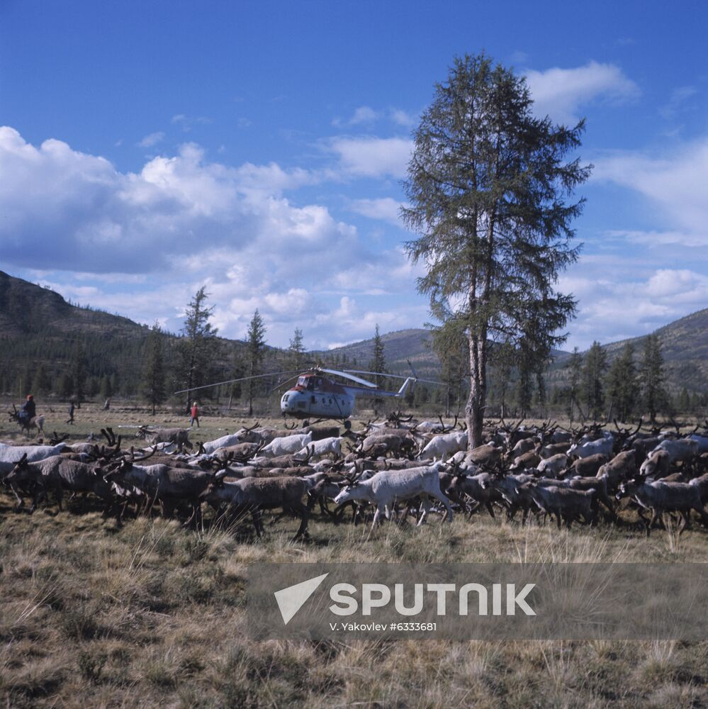 Field camp of Yakut reindeer breeders