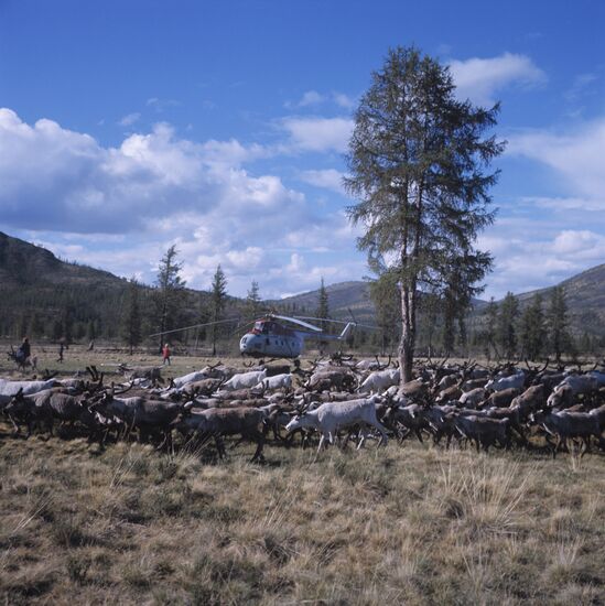 Field camp of Yakut reindeer breeders