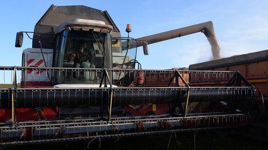 Russia Wheat Harvest