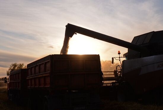 Russia Wheat Harvest