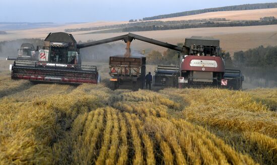 Russia Wheat Harvest