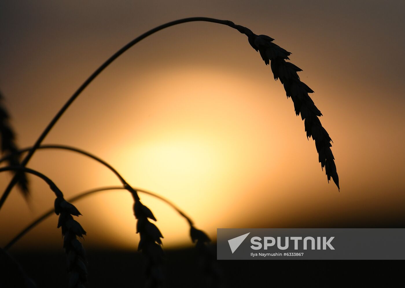Russia Wheat Harvest
