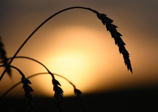 Russia Wheat Harvest